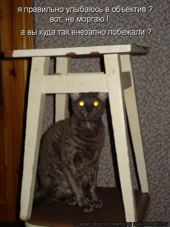 Котоматрица: я правильно улыбаюсь в объектив ? вот, не моргаю ! а вы куда так внезапно побежали ?