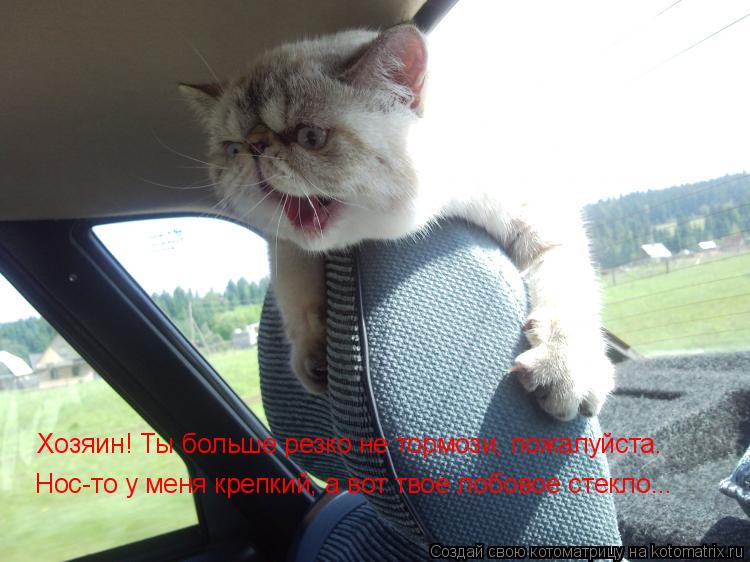 Котоматрица: Хозяин! Ты больше резко не тормози, пожалуйста. Нос-то у меня крепкий, а вот твое лобовое стекло...