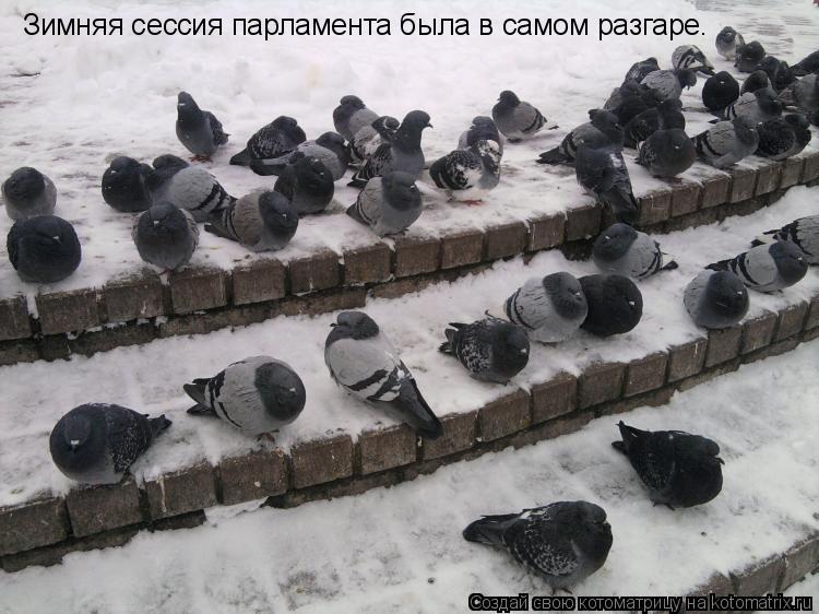Котоматрица: Зимняя сессия парламента была в самом разгаре.