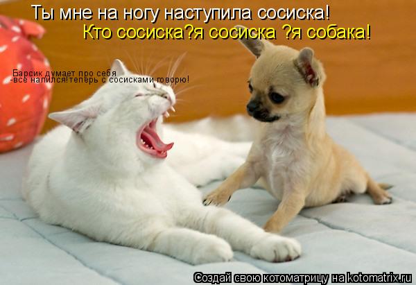 Котоматрица: Ты мне на ногу наступила сосиска! Кто сосиска?я сосиска ?я собака! Барсик думает про себя  -все напился!теперь с сосисками говорю!