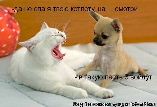 Котоматрица: -да не ела я твою котлету, на.... смотри - в такую пасть 3 войдут