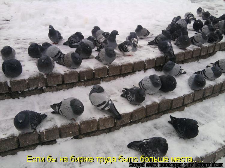 Котоматрица: Если бы на бирже труда было больше места.....