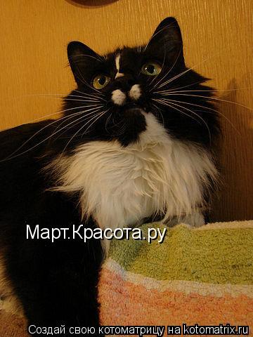 Котоматрица: Март.Красота.ру