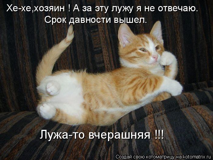 Хе-хе,хозяин ! А за эту лужу я не отвечаю. Срок давности вышел. Лужа-то вчерашняя !!!... Котоматрица: Хе-хе,хозяин ! А за эту лужу я не отвечаю. Срок давности вышел. Лужа-то вчерашняя !!!
