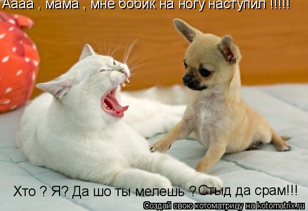 Котоматрица: Аааа , мама , мне бобик на ногу наступил !!!!! Хто ? Я? Да шо ты мелешь ? Стыд да срам!!!