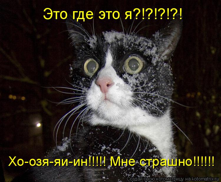 Котоматрица: Это где это я?!?!?!?! Хо-озя-яи-ин!!!!! Мне страшно!!!!!!