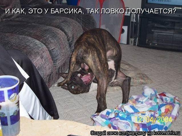 Котоматрица: И КАК, ЭТО У БАРСИКА, ТАК ЛОВКО ПОЛУЧАЕТСЯ?