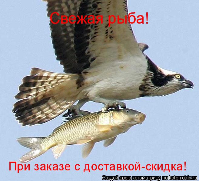 Котоматрица: Свежая рыба! При заказе с доставкой-скидка!