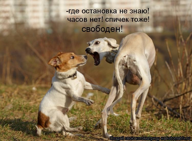 Котоматрица: -где остановка не знаю! часов нет! спичек тоже! свободен!