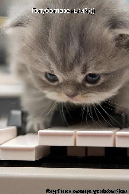 Котоматрица: Голубоглазенький)))