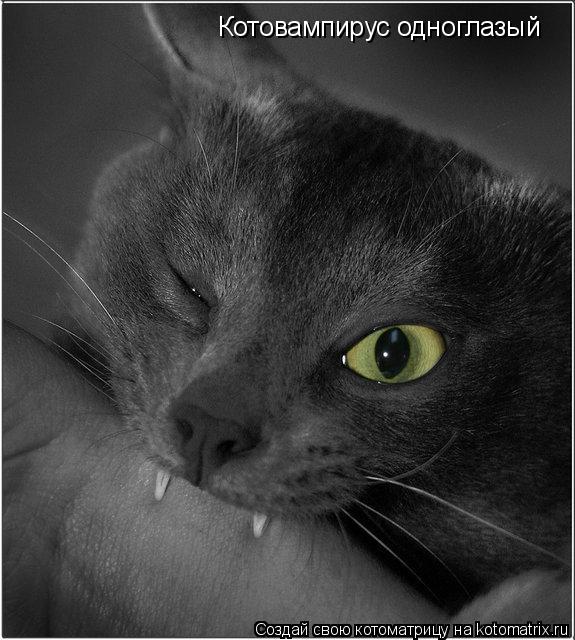 Котоматрица: Котовампирус одноглазый