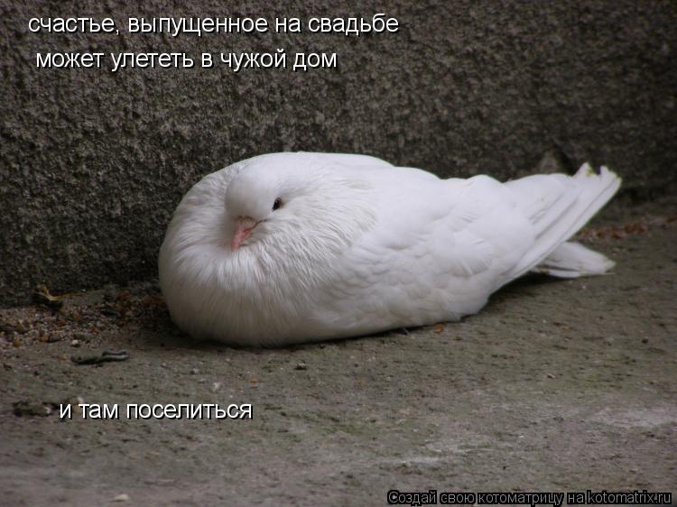Котоматрица: может улететь в чужой дом и там поселиться  счастье, выпущенное на свадьбе