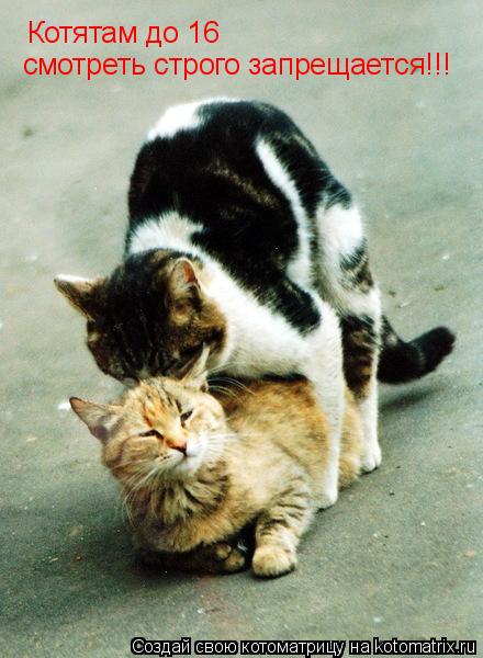 Котятам до 16 смотреть строго запрещается!!!... Котоматрица: Котятам до 16 смотреть строго запрещается!!!