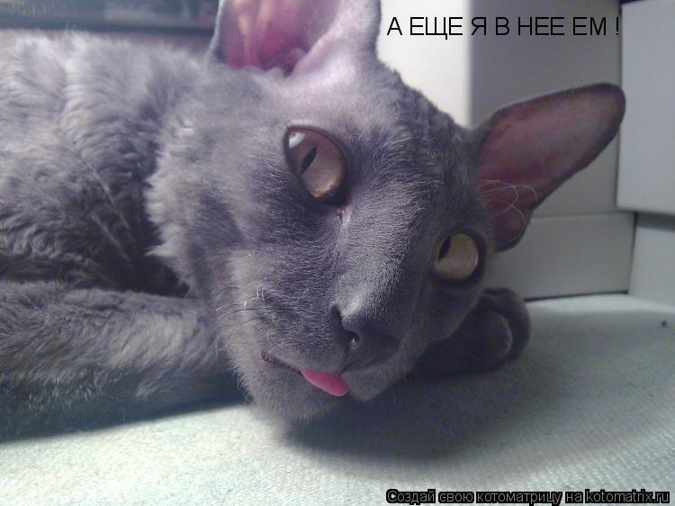Котоматрица: А ЕЩЕ Я В НЕЕ ЕМ !
