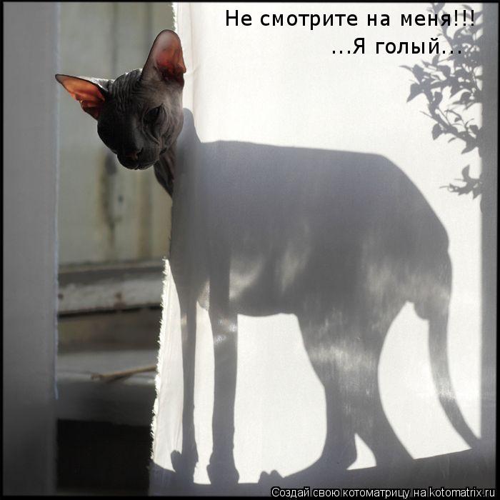 Котоматрица: Не смотрите на меня!!! ...Я голый...