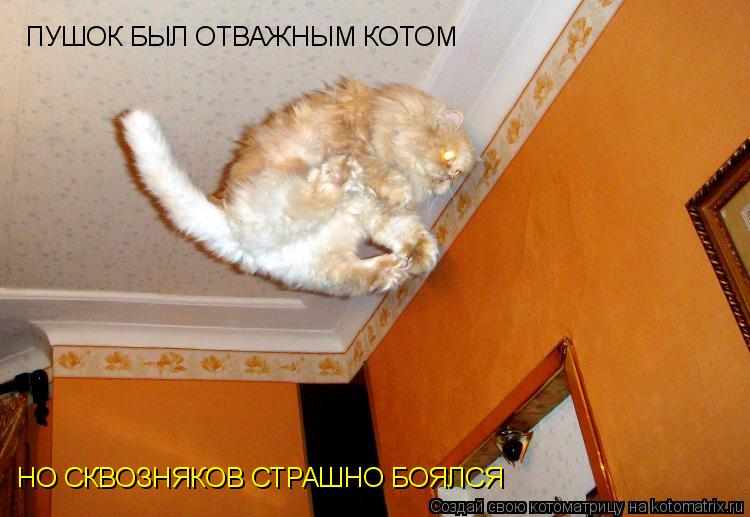 Котоматрица: ПУШОК БЫЛ ОТВАЖНЫМ КОТОМ НО СКВОЗНЯКОВ СТРАШНО БОЯЛСЯ
