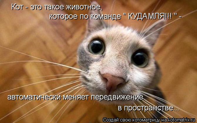 Котоматрица: Кот - это такое животное,     которое по команде " КУДАМЛЯ!!! " - автоматически меняет передвижение  в пространстве...