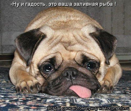 Котоматрица: -Ну и гадость, это ваша заливная рыба !