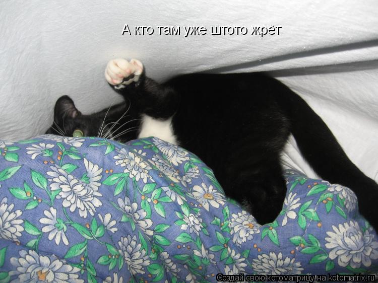 А кто там уже штото жрёт... Котоматрица: А кто там уже штото жрёт