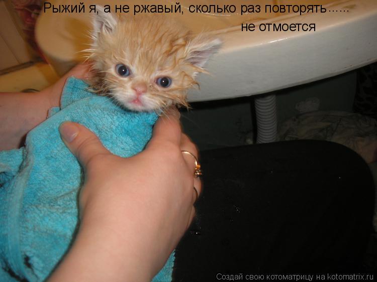 Котоматрица: Рыжий я, а не ржавый, сколько раз повторять не отмоется ......