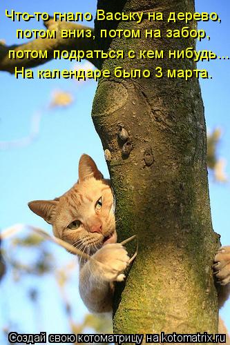 Котоматрица: Что-то гнало Ваську на дерево, потом вниз, потом на забор, потом подраться с кем нибудь... На календаре было 3 марта.