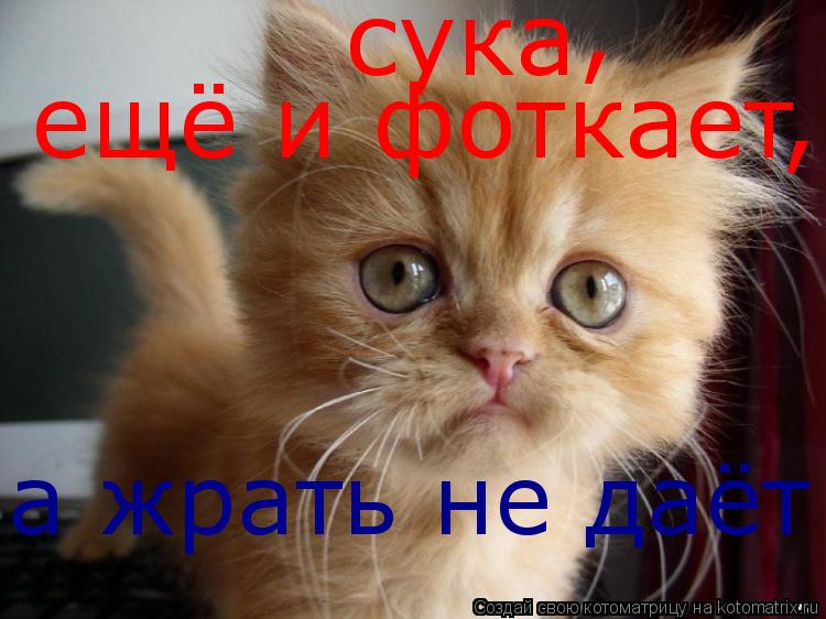 Котоматрица: сука ещё и фоткает , , а жрать не даёт