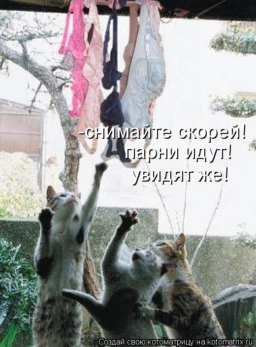 Котоматрица: -снимайте скорей! парни идут! увидят же!