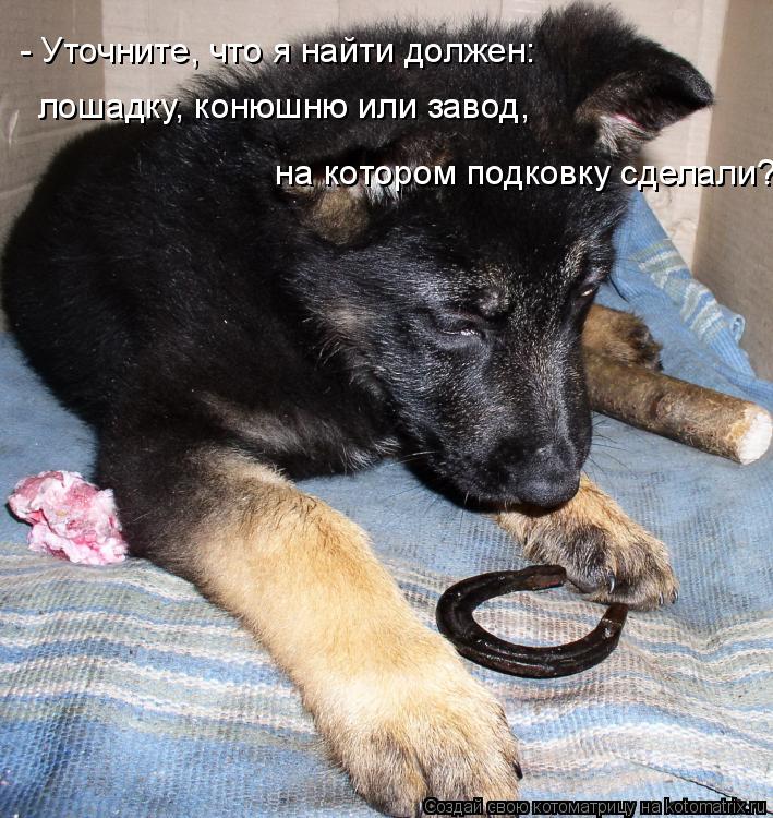 Котоматрица: - Уточните, что я найти должен: лошадку, конюшню или завод,  на котором подковку сделали?