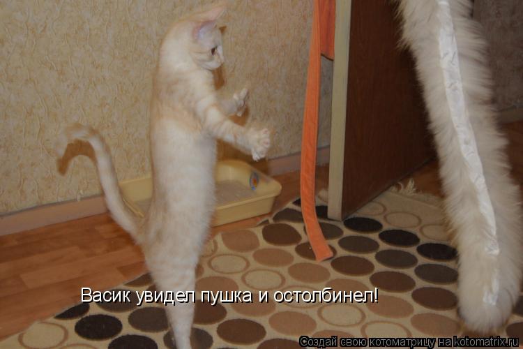 Котоматрица: Васик увидел пушка и остолбинел!