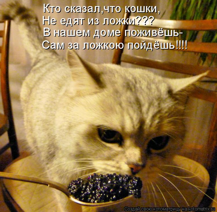 Котоматрица: Кто сказал,что кошки, Не едят из ложки??? В нашем доме поживёшь- Сам за ложкою пойдёшь!!!!