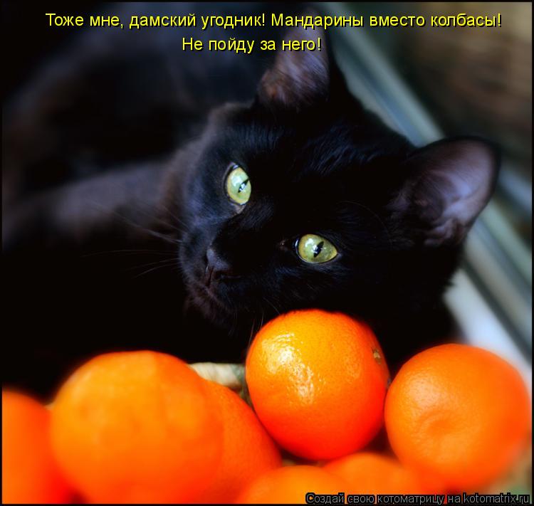 Котоматрица: Тоже мне, дамский угодник! Мандарины вместо колбасы! Не пойду за него!