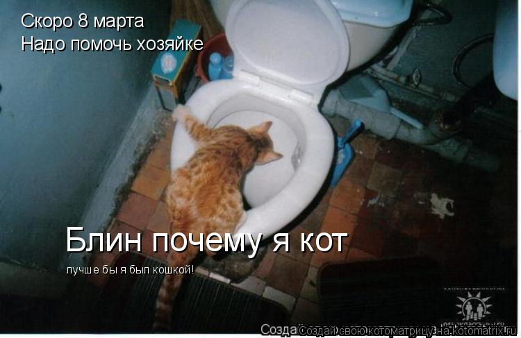 Котоматрица: Скоро 8 марта  Надо помочь хозяйке Блин почему я кот  лучше бы я был кошкой!