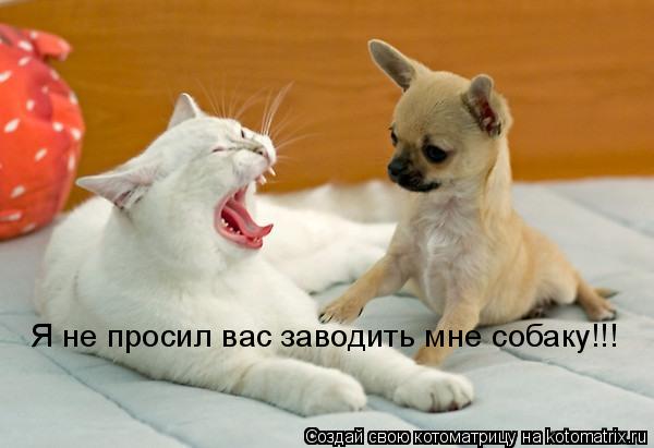Котоматрица: Я не просил вас заводить мне собаку!!!