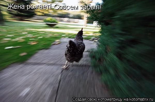 Котоматрица: Жена рожает! Совсем забыл!