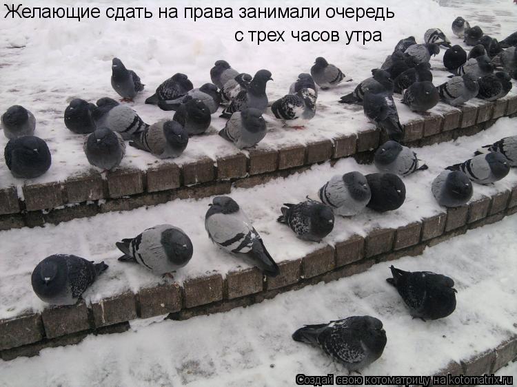 Котоматрица: Желающие сдать на права занимали очередь с трех часов утра