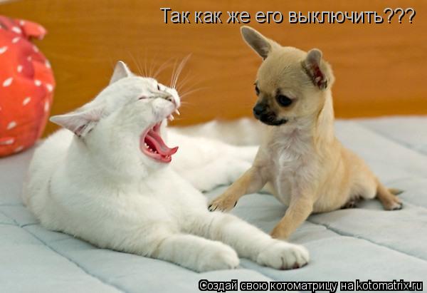 Котоматрица: Так как же его выключить???