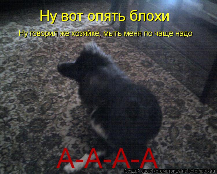 Котоматрица: Ну вот опять блохи Ну говорил же хозяйке, мыть меня по чаще надо А-А-А-А
