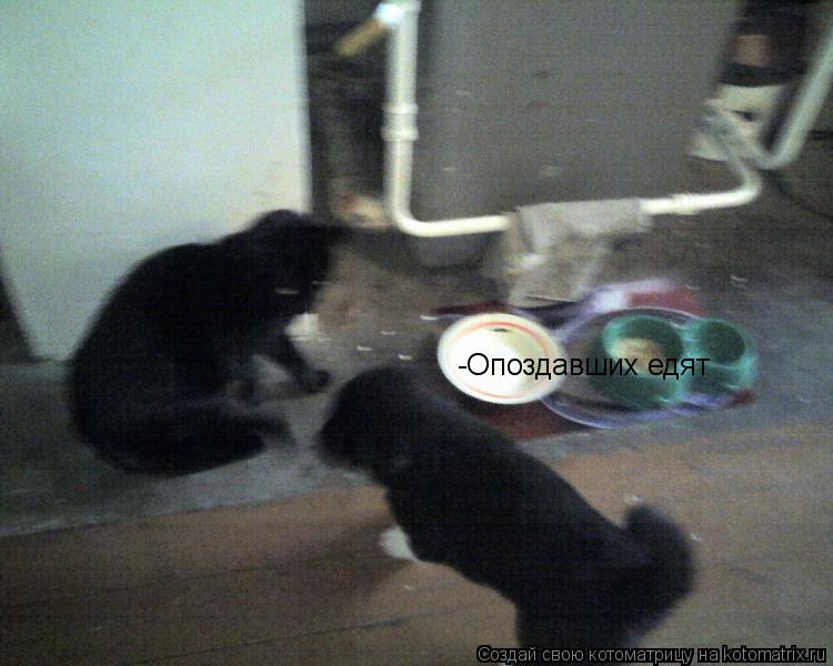 Котоматрица: -Опоздавших едят