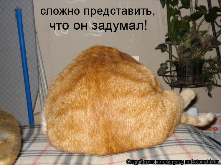 Котоматрица: сложно представить, что он задумал!