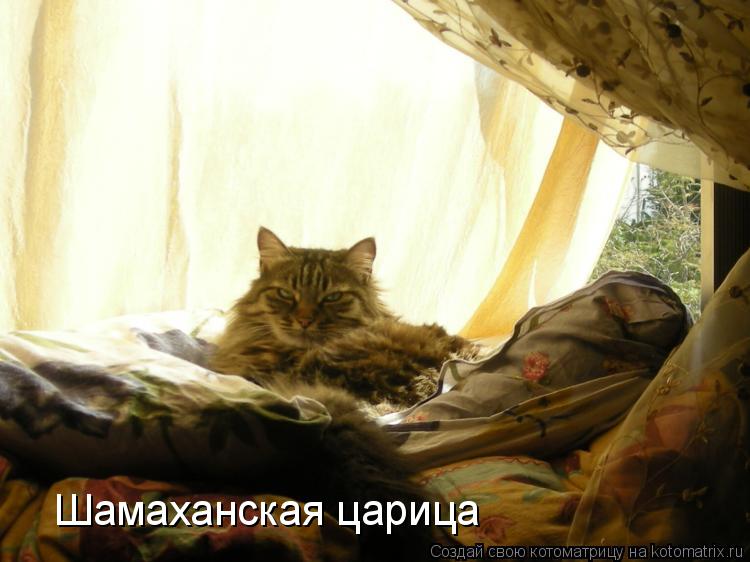 Котоматрица: Шамаханская царица