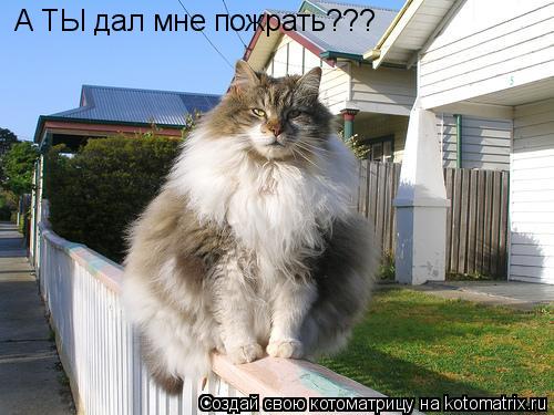 Котоматрица: А ТЫ дал мне пожрать???