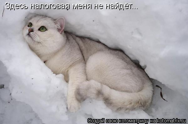 Котоматрица: Здесь налоговая меня не найдёт...