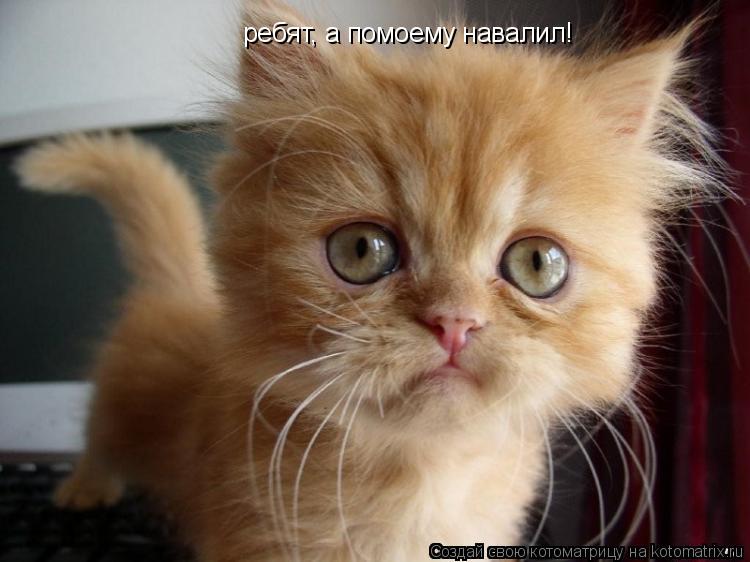Котоматрица: ребят, а помоему навалил!