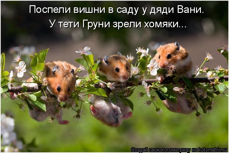 Поспели вишни в саду у дяди Вани. У тети Груни зрели хомяки...... Котоматрица: Поспели вишни в саду у дяди Вани. У тети Груни зрели хомяки...