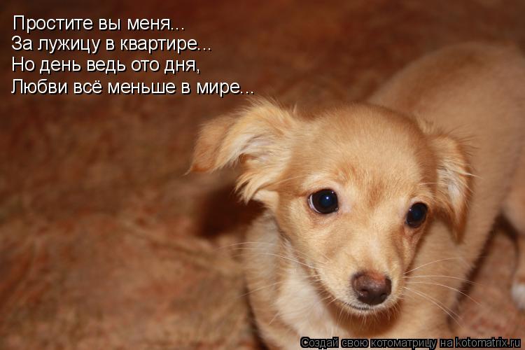 Котоматрица: Простите вы меня... За лужицу в квартире... Но день ведь ото дня, Любви всё меньше в мире...