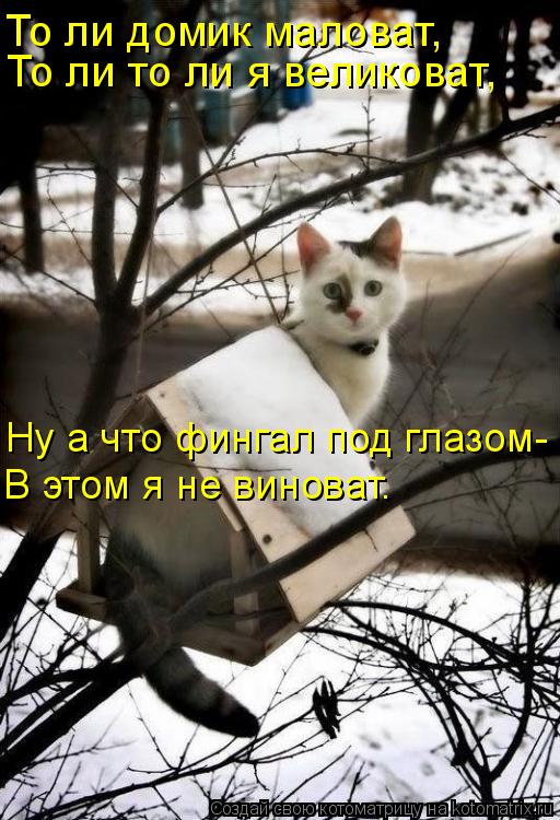 Котоматрица: Ну а что фингал под глазом- В этом я не виноват. То ли домик маловат, То ли то ли я великоват,