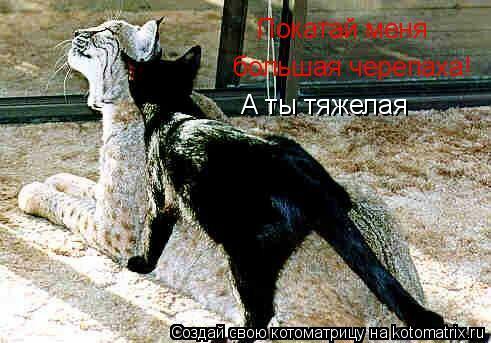 Котоматрица: А ты тяжелая