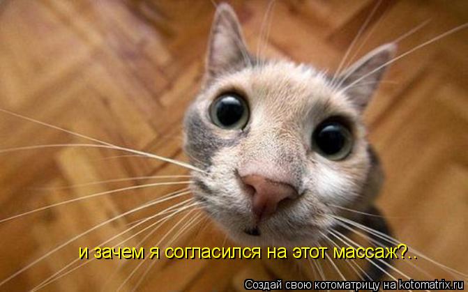 Котоматрица: и зачем я согласился на этот массаж?..