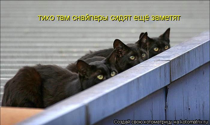 Котоматрица: тихо там снайперы сидят ещё заметят