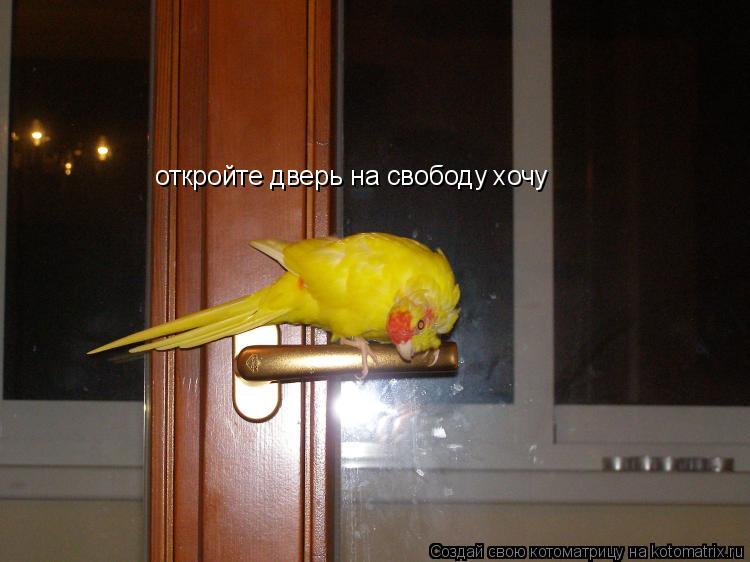 Котоматрица: откройте дверь на свободу хочу